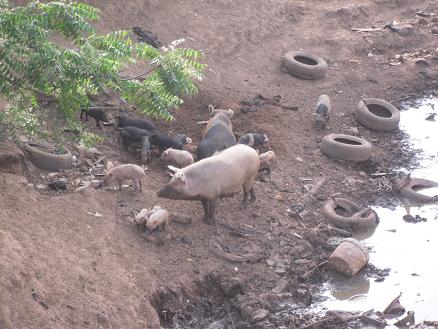 Varkens in een moslimland?